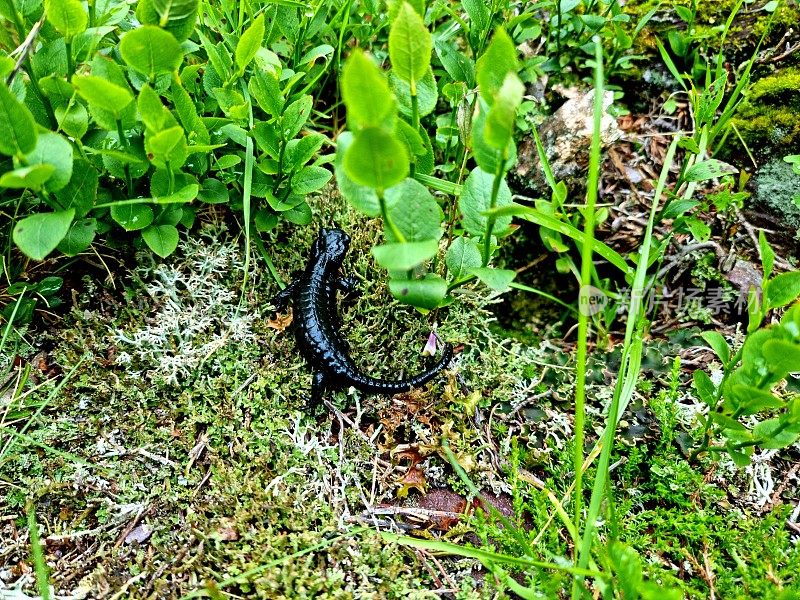 高山蝾螈（Ichthyosaura alpestris）